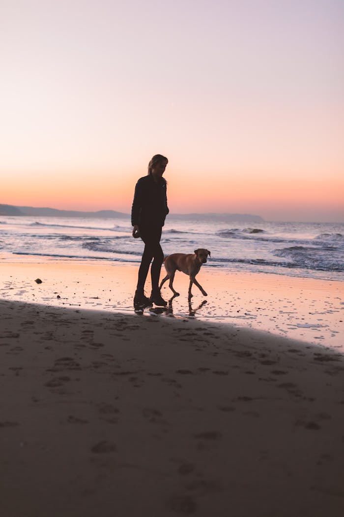 A person walks their dog along a sandy seashore as the sun sets.